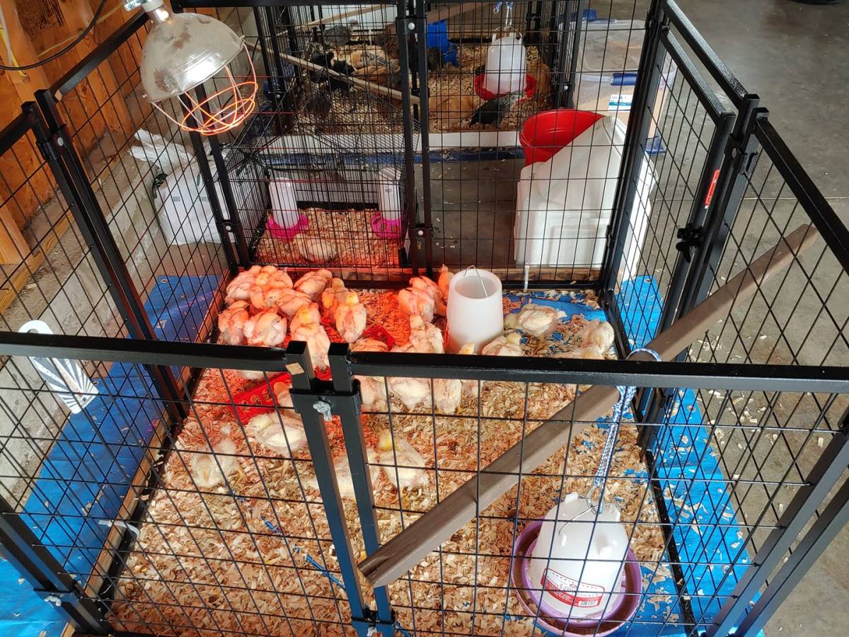 Man, Have we been busy! Part 1- Chickens&nbsp;Galore
